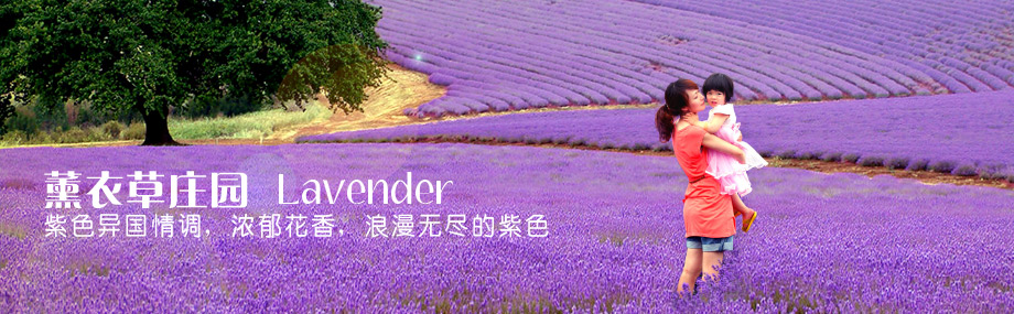 薰衣草庄园