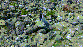 201129emily_pukaki4kv-10a