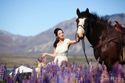20121127lavita_lupins+horse007