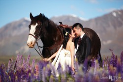 20121127lavita_lupins+horse047