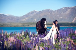 20121127lavita_lupins+horse090