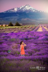 20121227lavendarfairy0002