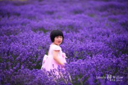 20121227lavendarfairy0014