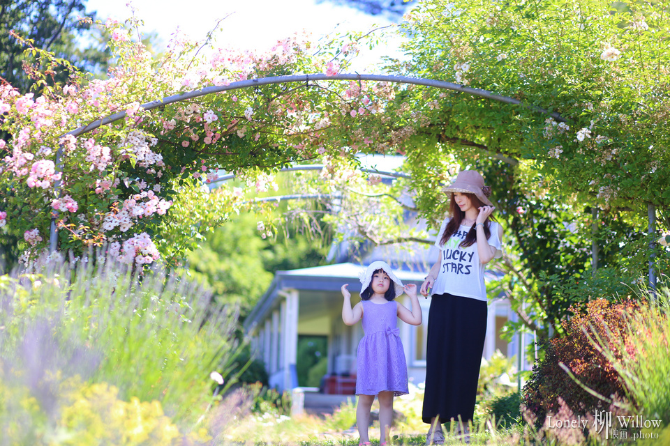 20150112cocolavendar0013