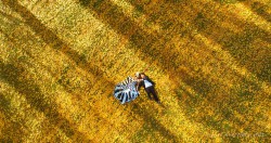 20150429kunxie_wanakagoldentrees0008