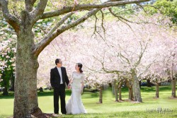 20161022phyllis_sakura0000_1