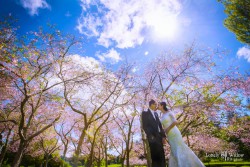 20161022phyllis_sakura0031_1