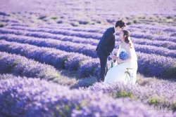 20170127liulu_lavendar0018