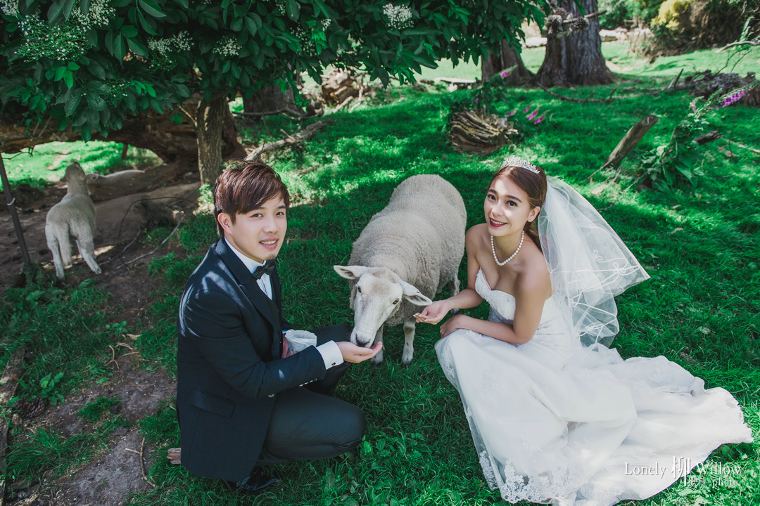 20171204jm_alpacas0209