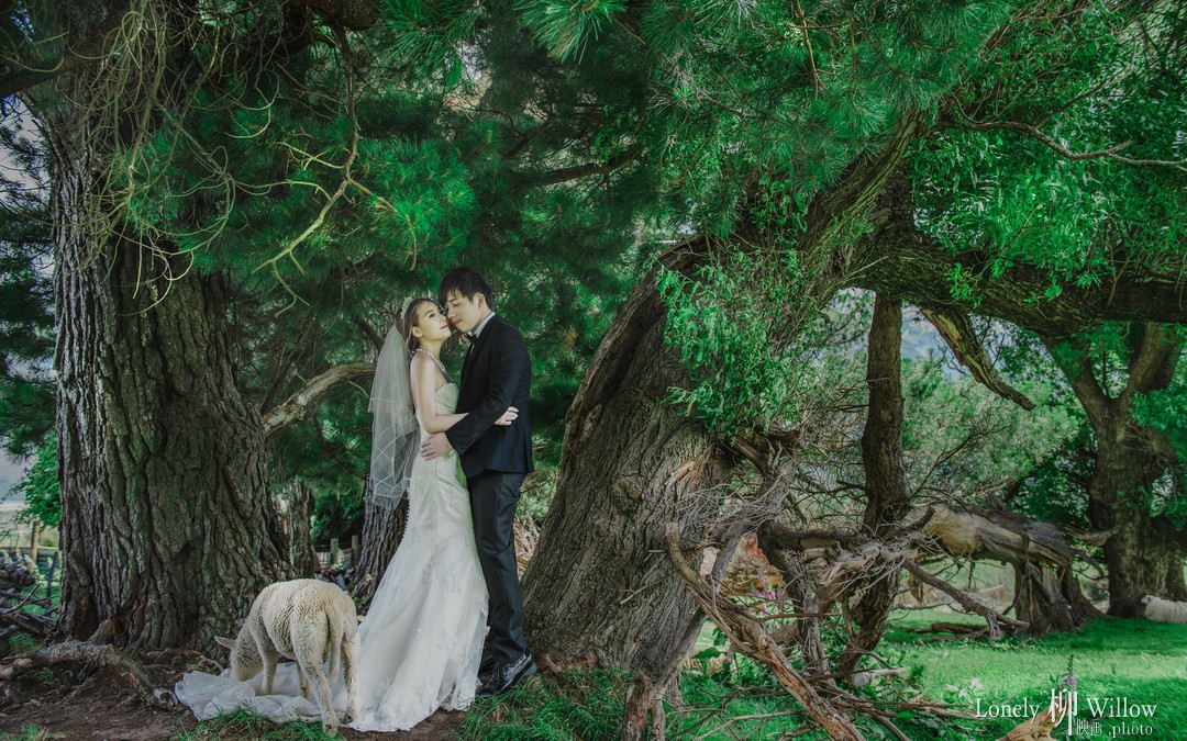 花期的皇后镇郊外的农场