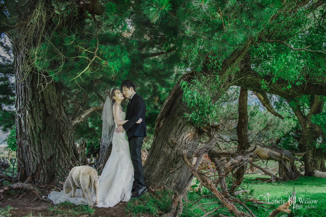 20171204jm_alpacas0242