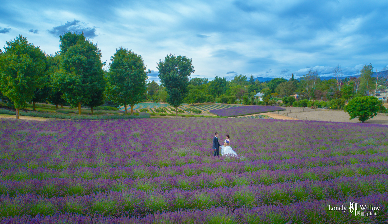 20180124ouxiaoyang_lavendar0051