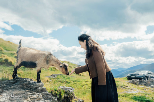 20241125tangdali-deers0108