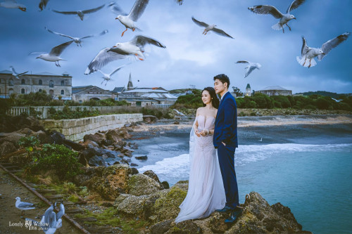 奥马鲁阴天下的飞翔海鸥