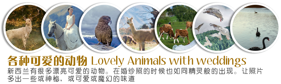 婚纱照的另类精灵——新西兰的动物们